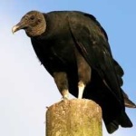 image of bird