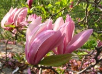 image of magnolia #38