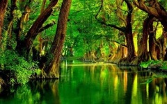 image of swamp