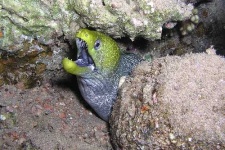 image of eel