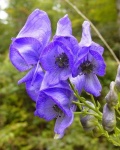 image of flower