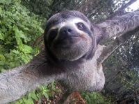 image of sloth