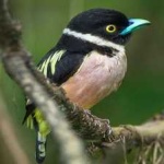 image of bird