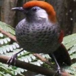 image of bird