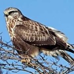 image of bird