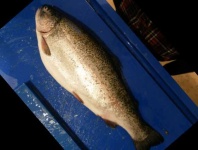 image of fish