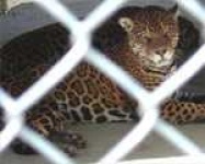 image of jaguar_car