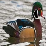 image of wood_duck #12