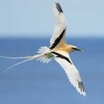 image of bird