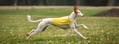 image of ibizan_hound