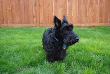 image of scottish_terrier #31