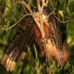 image of bird