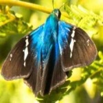 image of animal