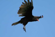 image of vulture