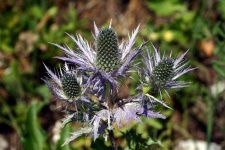 image of alpine_sea_holly #3