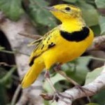 image of bird