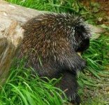 image of porcupine