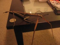 image of walking_stick