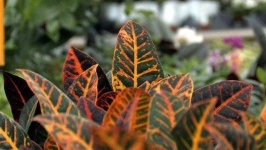 image of house_plant