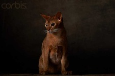 image of abyssinian #12