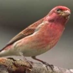 image of bird