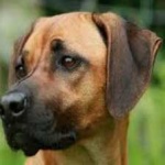 image of animal
