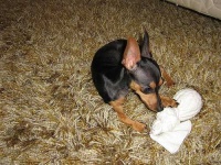 image of miniature_pinscher