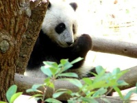 image of giant_panda
