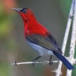 image of bird