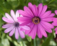 image of flower