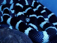 image of king_snake