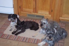 image of miniature_schnauzer