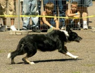 image of collie