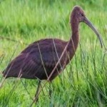 image of bird