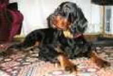 image of gordon_setter #11