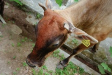 image of animal