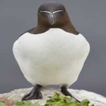 image of bird