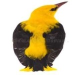 image of bird