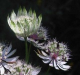 image of flower