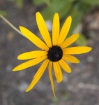 image of flower