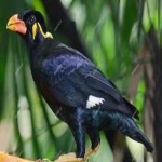 image of enggano_myna #32