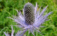 image of alpine_sea_holly #39