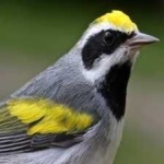 image of bird