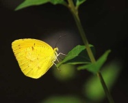 image of sulphur_butterfly