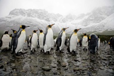 image of king_penguin #24