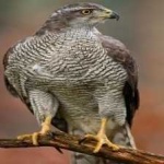 image of bird