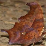 image of animal