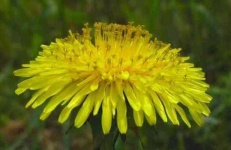 image of flower