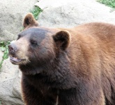 image of animal