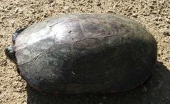 image of animal